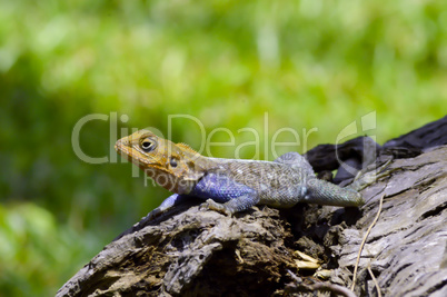 Lizard of all colors on a trunk