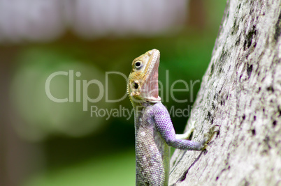 Lizard of all colors on a trunk