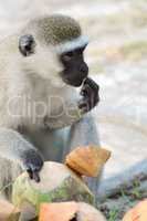 Monkey vervet who is busy eating