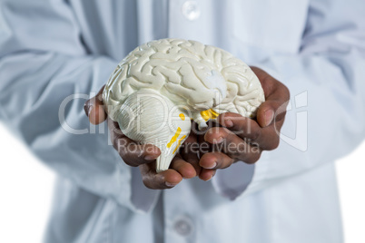 Doctor holding anatomy brain