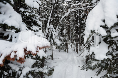 Snow covered pine trees on the alp mountain slope