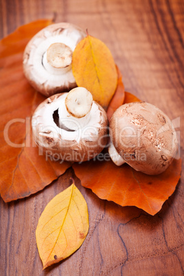 Mushrooms: Champignons on autumn leaves