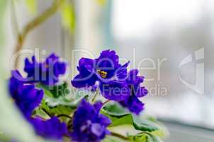 Violet flower room