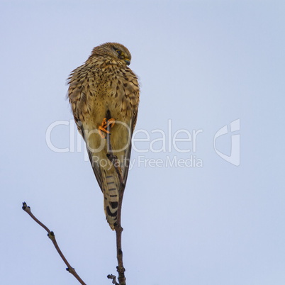 Female common kestrel, falco tinnunculus