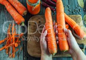 large ripe carrots lie in female hands