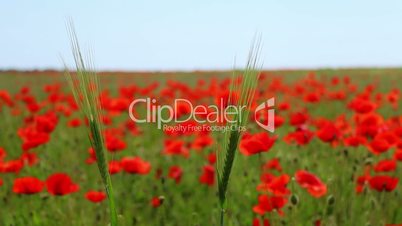 Two Ear of Corn and a Field of Blooming Red Poppies