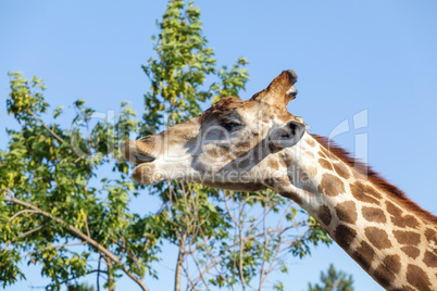 Giraffe on the tree and sky background