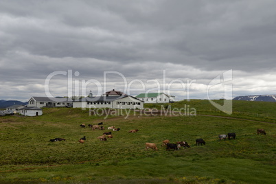 Kühe auf Island