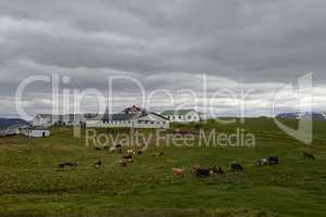 Kühe auf Island