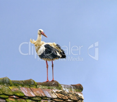 European white stork, ciconia