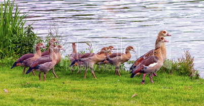 Egyptian geese, alopochen aegyptiacus,and babies