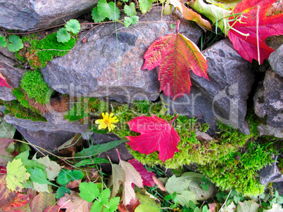 Autumn red leaves and moss