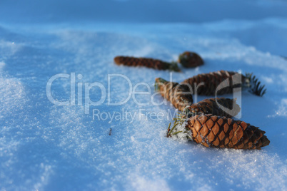 Fir cones lie on snow