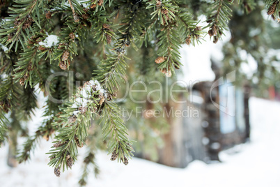 Fir tree branches with cones