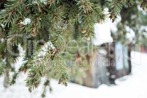 Fir tree branches with cones