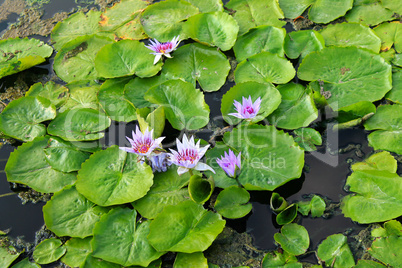Water lily on the lake