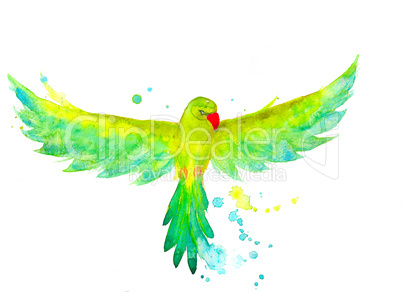 Watercolor Budgerigar in the flying