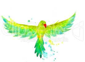 Watercolor Budgerigar in the flying