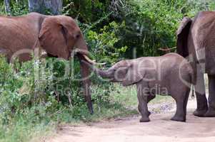 Elephant and her cub crossing