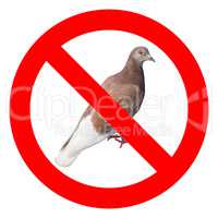 No pigeons sign