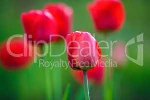 Red tulip flowers