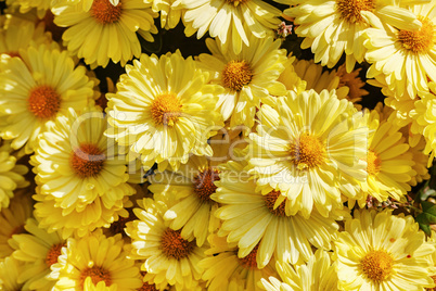 Many yellow flowers