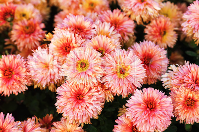 Many pink flowers