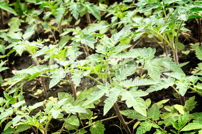 In the garden grow tomato seedlings.