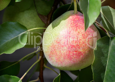 Appetizing ripe pears on a tree branch.