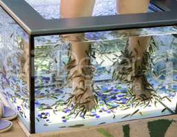 Fish Spa: pedicure and exfoliation on the feet.