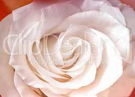 The middle flower white rose closeup.