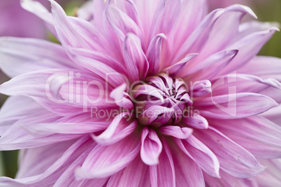 dahlia