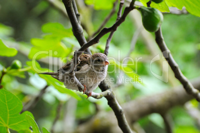 Grey sparrow on a tree branch. Focus on the bird. Shallow depth