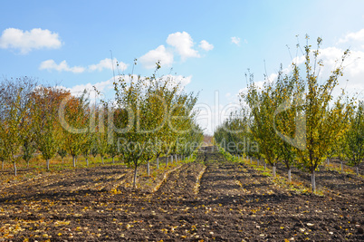 orchard in the autumn after the harvest