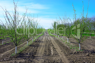 Spring cherry garden