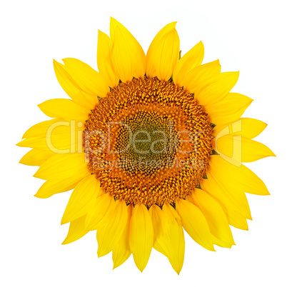 Sunflower close-up isolated on white