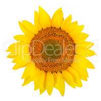 Sunflower close-up isolated on white