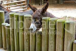 Donkey behind a wooden fence