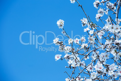 Almond flower trees at spring