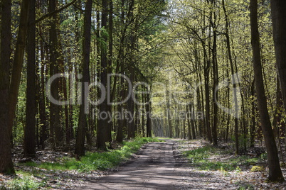 Waldweg im Frühling