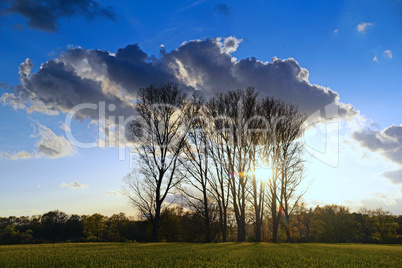 Baumreihe, abends