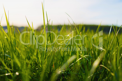 Thick green grass