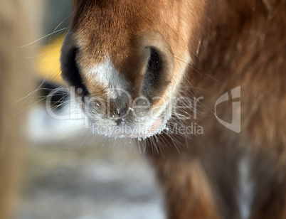 Horse snout