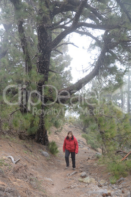 Am Pico de la Nieve, La Palma