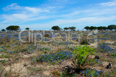 Blue flower landscape