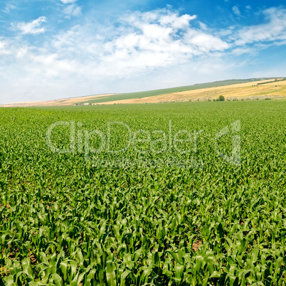 green corn field and blue sky