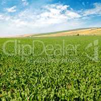 green corn field and blue sky