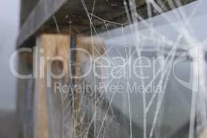 Frozen Spiderwebs