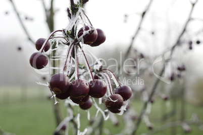 Frozen red berries