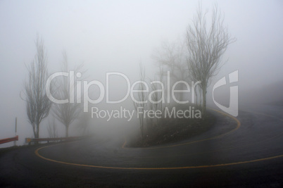 Trees and road in thick fog